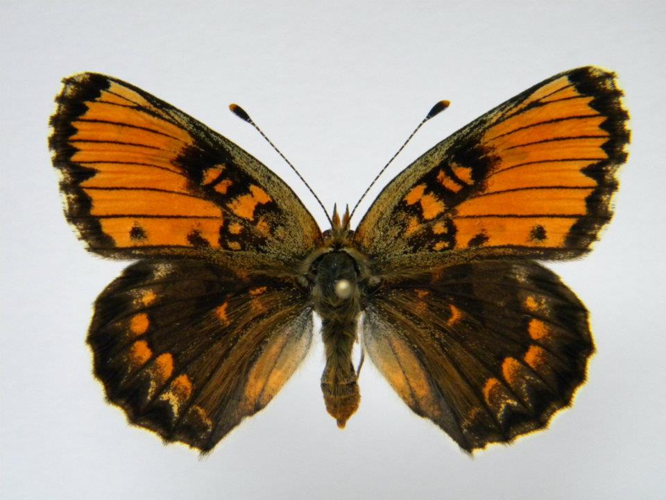 Melitaea phoebe abb 4 (Internet Image property of respective owner, non-commercial use only)